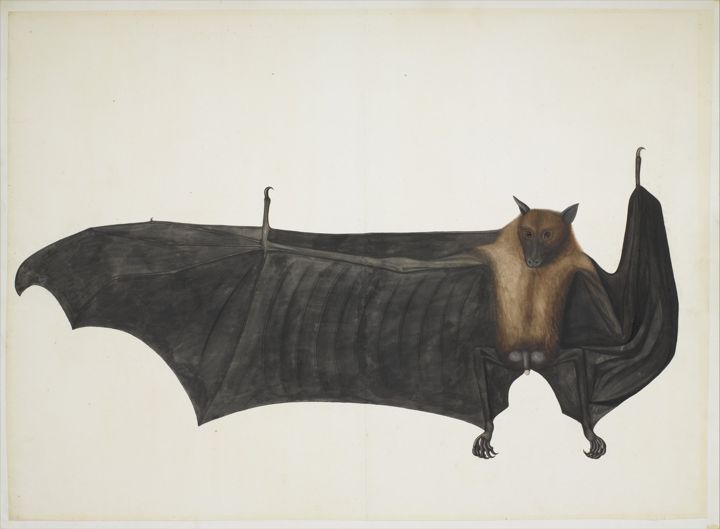 Great Indian Fruit Bat: a watercolor of a large bat hanging with its wings spread.